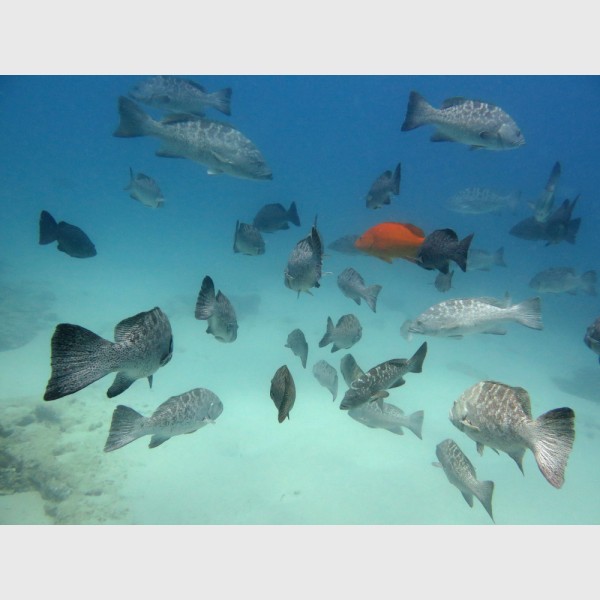 A large gathering of leopard groupers - Cabo Pulmo, Mexico, April 2014